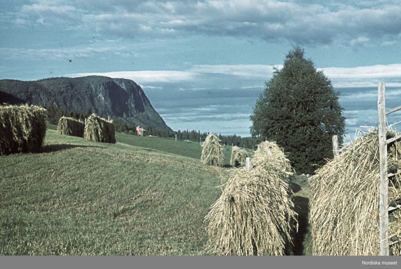 Fil:Frostviken.jpg